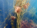  Himanthalia elongate algae off Portland UK  